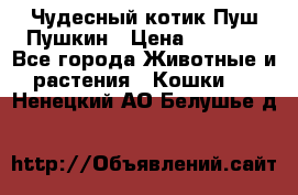 Чудесный котик Пуш-Пушкин › Цена ­ 1 200 - Все города Животные и растения » Кошки   . Ненецкий АО,Белушье д.